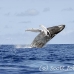 whale_humpback_h_00417_dom2464.jpg